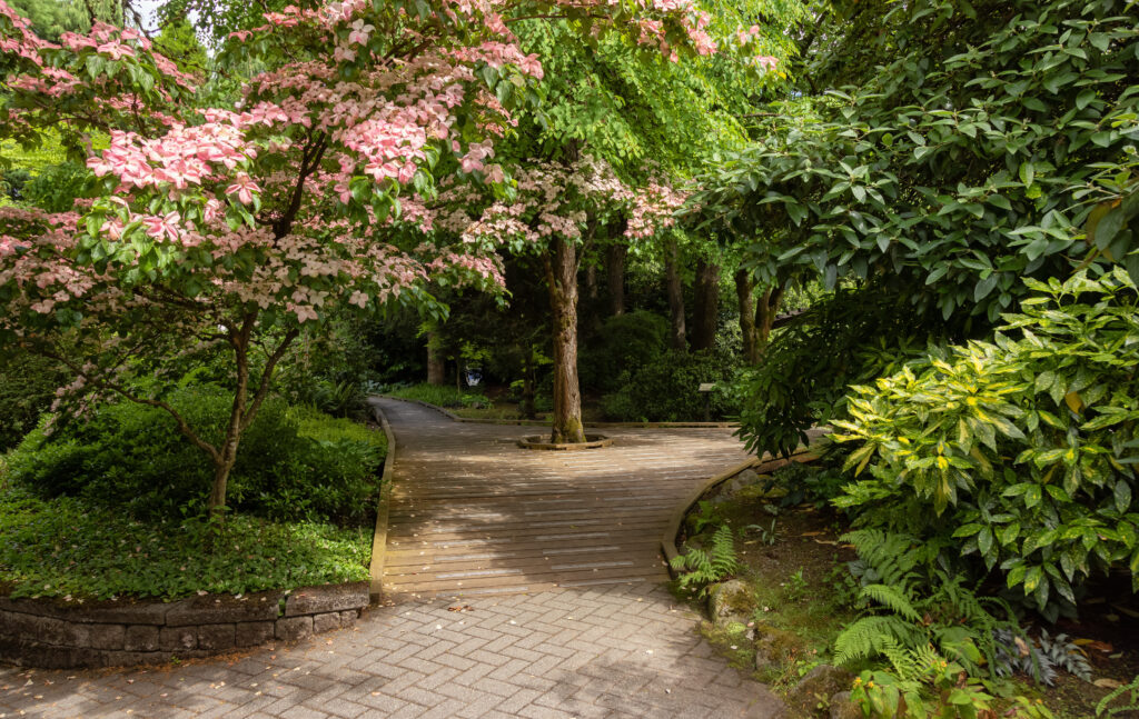 Serene garden pathway in Sendall Gardens, Langley, BC, paved with bricks and wooden planks, surrounded by lush greenery and blooming pink flowers under the shade of tall trees.